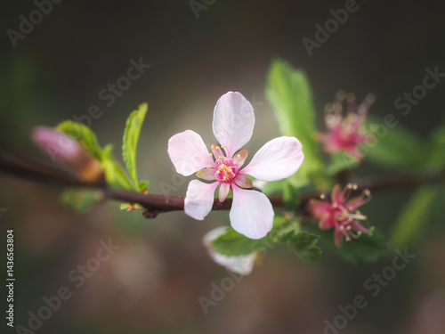 Sakura branch with selective focus and beautiful bokeh.