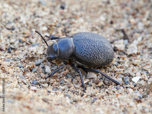 Black beetle on beach sand. Pimelia genus.