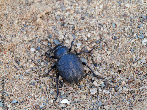 Black beetle on beach sand. Pimelia genus.