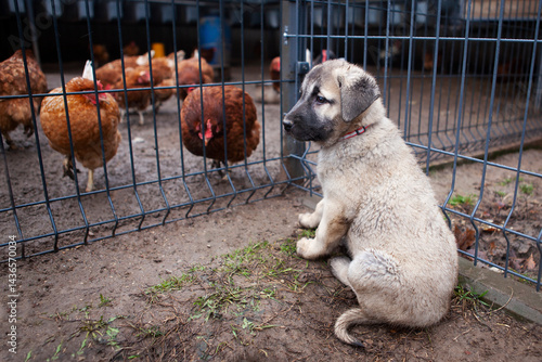 A Turkish Shepherd Dog puppy, Kangal, sits in front of a pen with chickens and watches them like a future shepherd. Kangal National pride of Turkey.