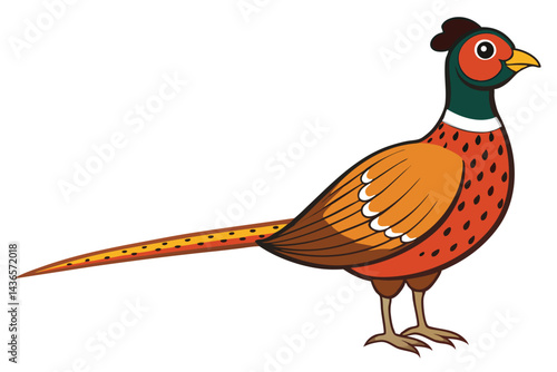 pheasant isolated on white background.