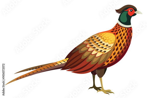 pheasant isolated on white background.