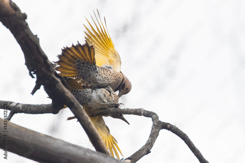 northern flicker or common flicker (Colaptes auratus) fighting