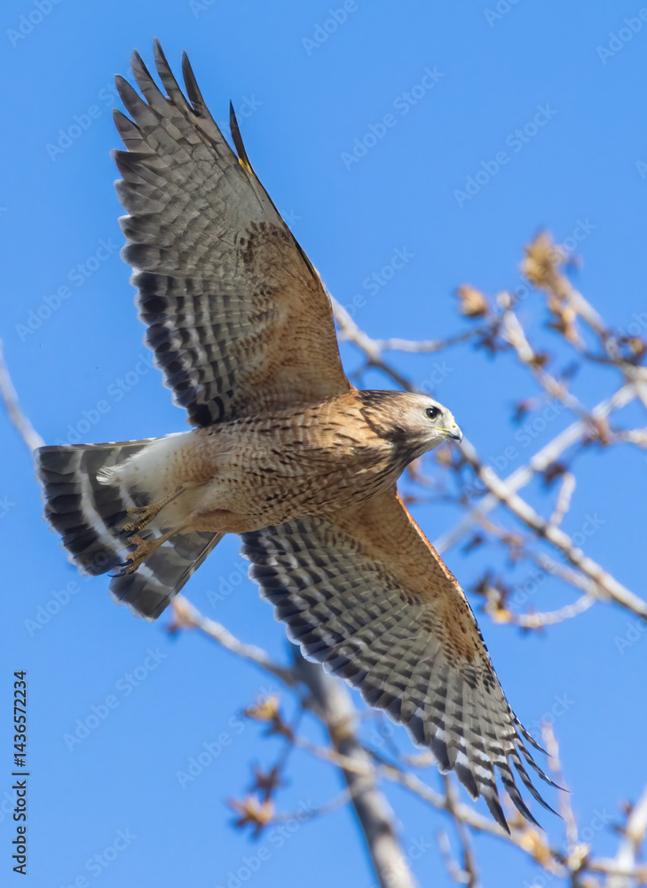 Fototapeta premium red-shouldered hawk (Buteo lineatus) 