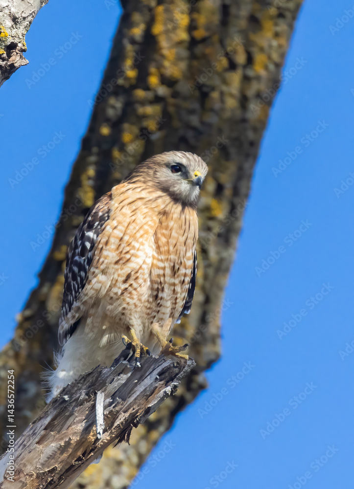 red-shouldered hawk (Buteo lineatus)