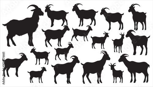 A group of black goats