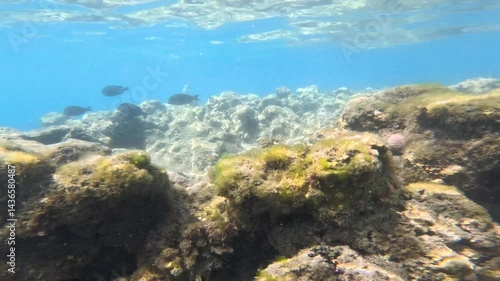 Wallpaper Mural Underwater Life of a Red Sea. Fishes. Ocean Life. Diving shot picturesque seascape of an underwater fantastic coral reef with colorful tropical fish.  Torontodigital.ca