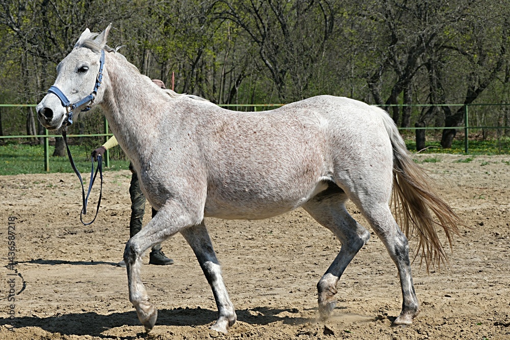 Obraz premium Harmony of movement. A white dappled horse runs in a circle