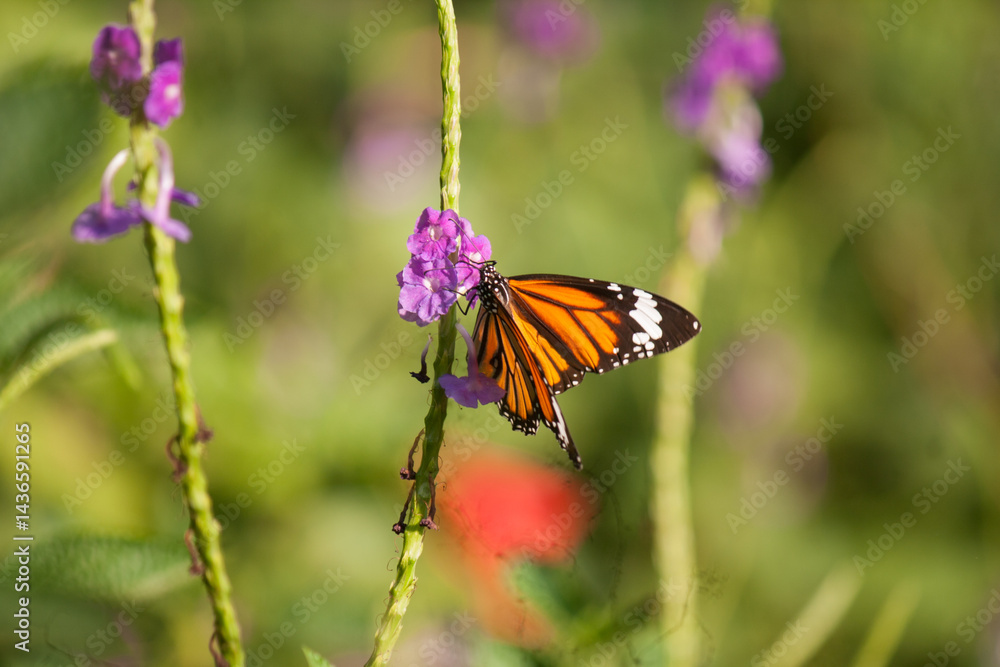 Fototapeta premium butterfly on flower