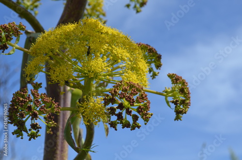 Ferula comune -  Specie mediterranea, 