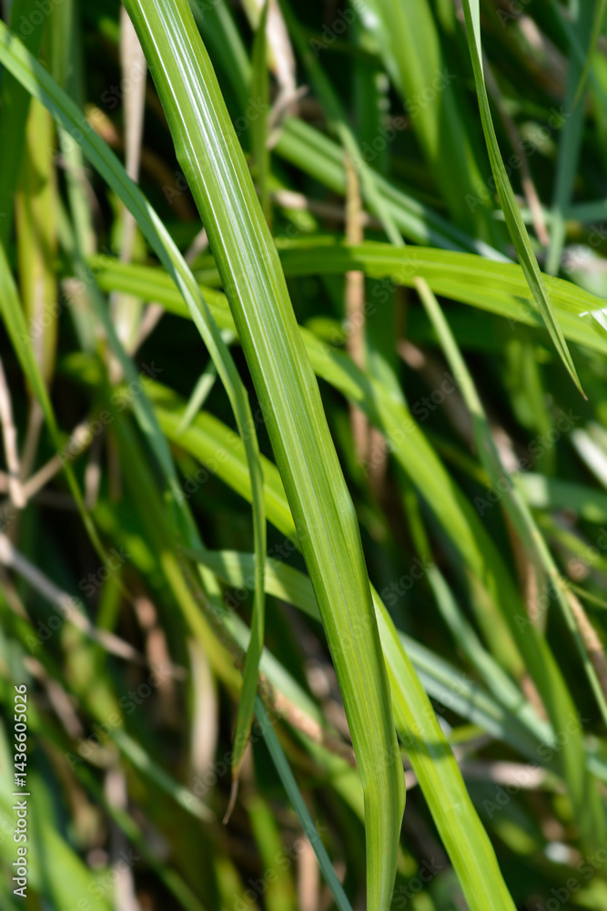 Pendulous sedge leaves (scientific name - Carex pendula)