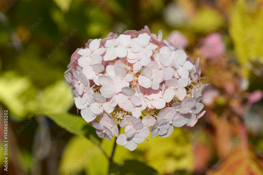 Smooth hydrangea Candybelle Bubblegum pink flowers (scientific name - Hydrangea arborescens)