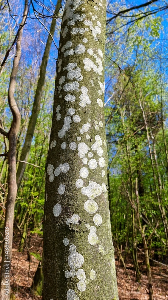 Fototapeta premium lichens on the copper beech