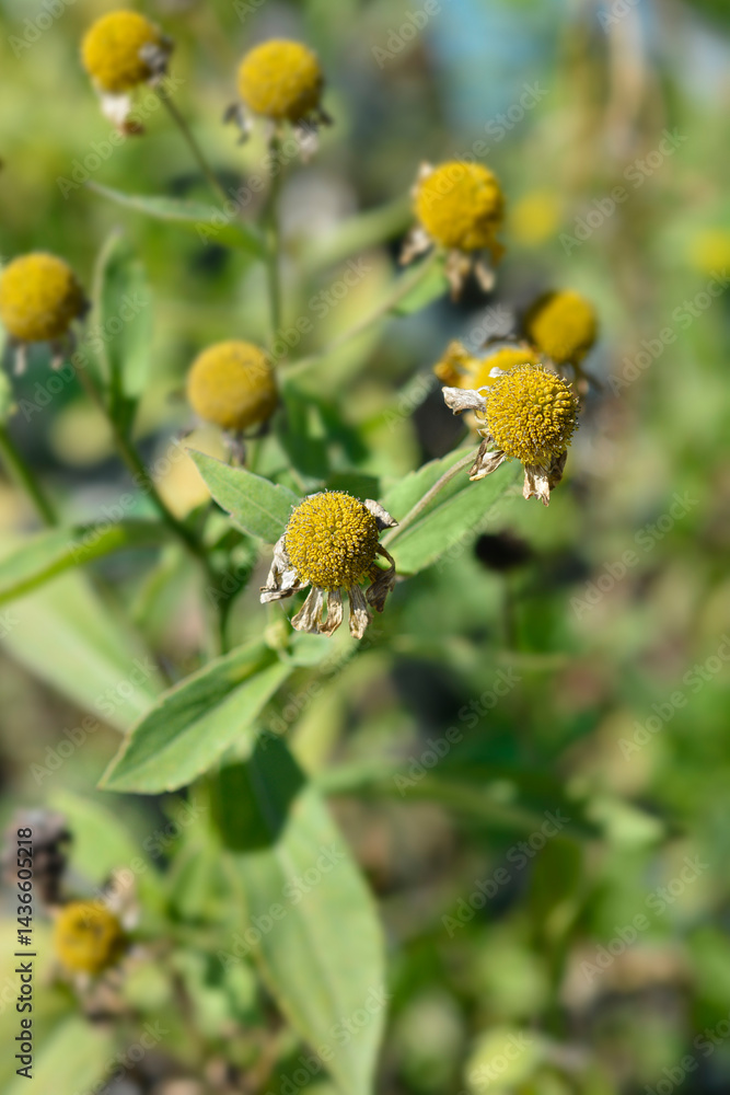 Sneezeweed hybrid seed heads (scientific name - Helenium Wesergold)