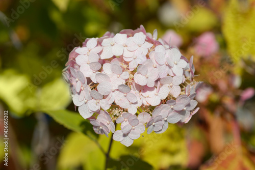 Obraz na płótnie Smooth hydrangea Candybelle Bubblegum pink flowers (scientific name - Hydrangea arborescens) w salonie
