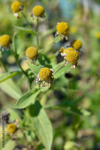 Obraz na płótnie Sneezeweed hybrid seed heads (scientific name - Helenium Wesergold) w salonie