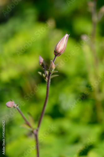 Obraz na płótnie Columbine flower bud (scientific name - Aquilegia Biedermeier) w salonie