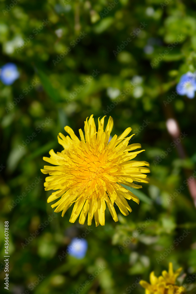 Common dandelion flower (scientific name - Taraxacum officinale)