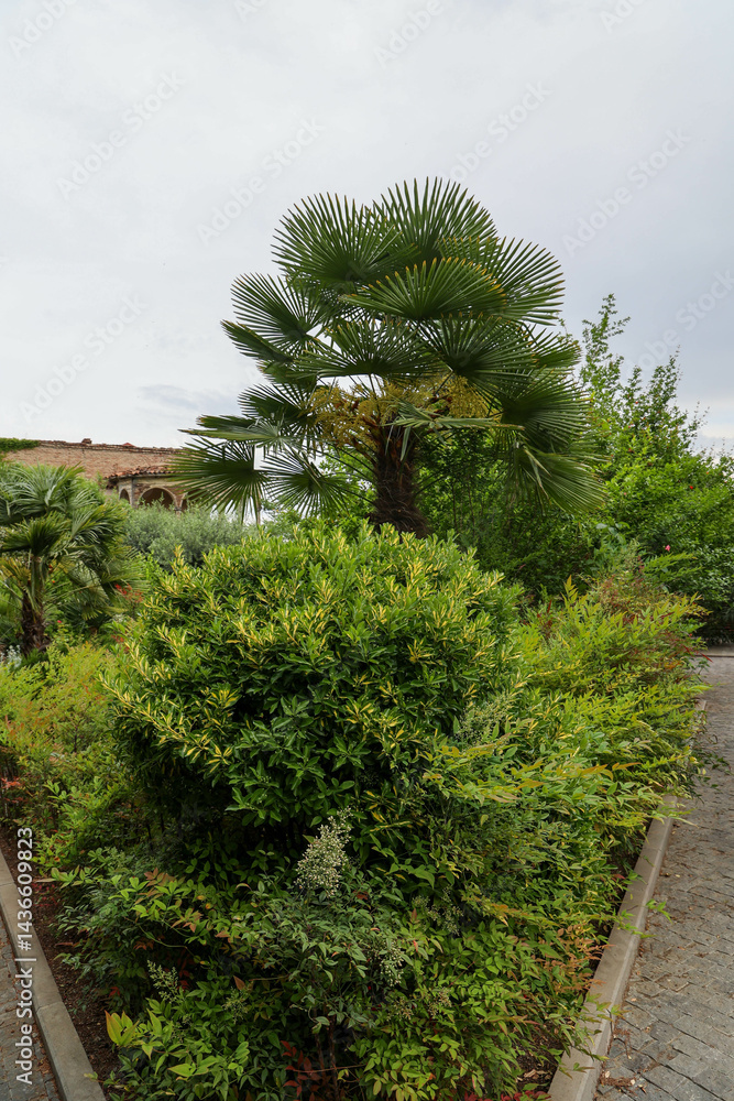 Naklejka premium tree in the garden