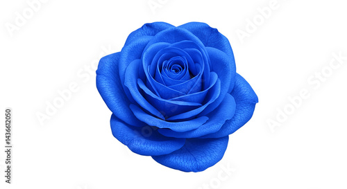 A close up shot of a vibrant blue rose with intricate petals against a stark black background view from above
