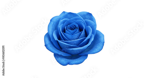 A single blue rose with visible petals and a spiral center isolated on a black background image view