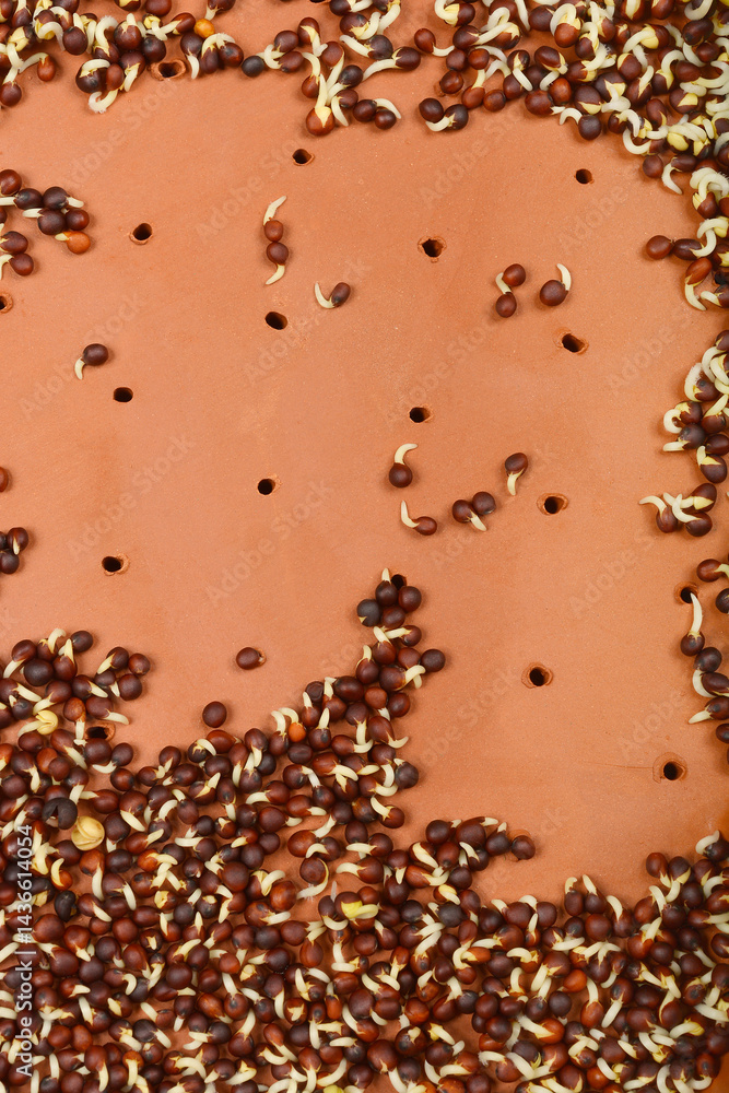 A top-down close-up shows numerous radish seeds sprouting with tiny white roots on a terracotta surface with small holes