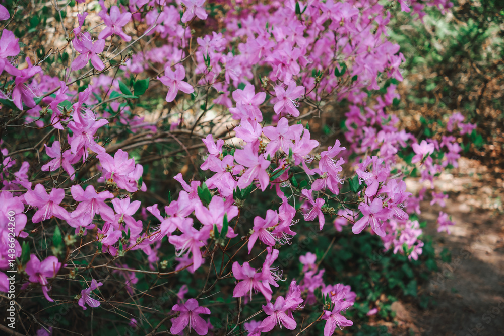 Obraz premium Pink Azalea Blossoms in Foliage