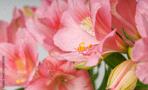 Obraz na płótnie pink alstroemeria flower, Lily of the Incas, in vase on isolated white background w salonie