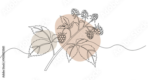Outline of raspberry branch with fruits and leaves on simple background