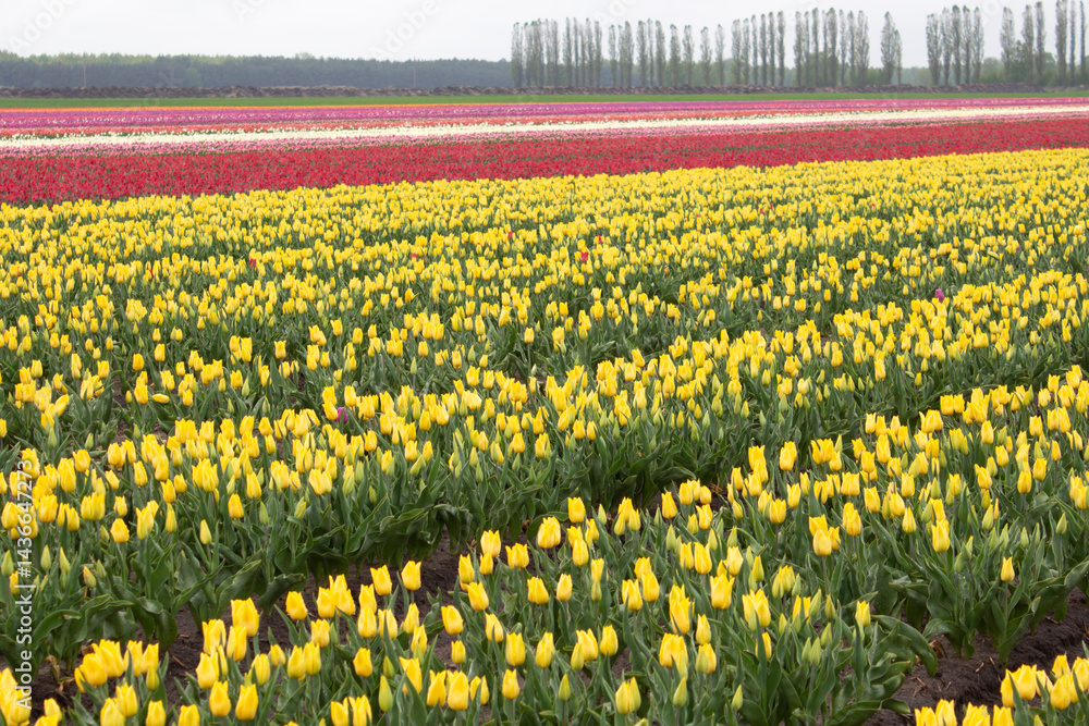 Obraz premium Many colorful tulips on fields during spring. Tulips are grown in rows by variety. Yellow tulips.