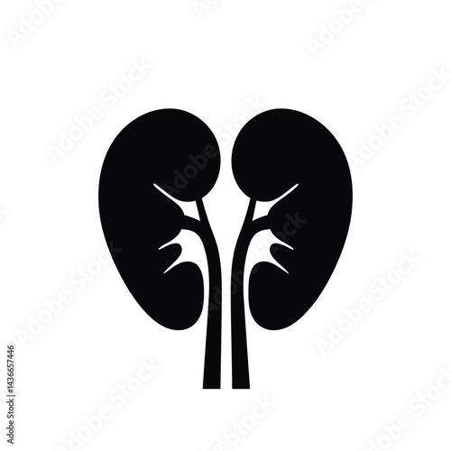Anatomical Kidney Black and White Illustration for Medical Purposes with Detailed Structure Depiction Graphic