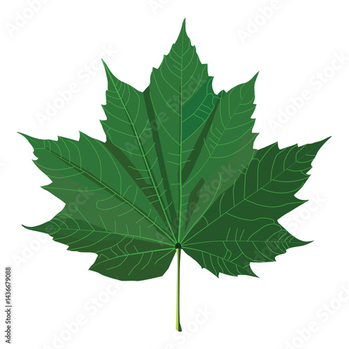 Detailed illustration of a green maple leaf with prominent veins, serrated edges, and natural elegance