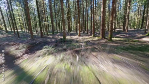 fpv drone flying low and fast over ground in pine tree forest on a sunny spring day in Vosges region