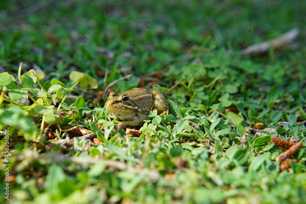 Obraz premium frog, pond, green water, algae, april 2025, sony a6000, animal, bibo park, nature reserve, spain, plant, reflection, frogs, amphibian vertebrate, 