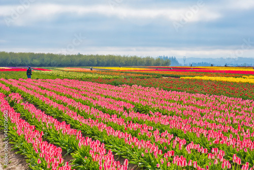 Wallpaper Mural The annual Tulip Fest at the Wooden Shoe Tulip Farm, located in Woodburn, Oregon Torontodigital.ca