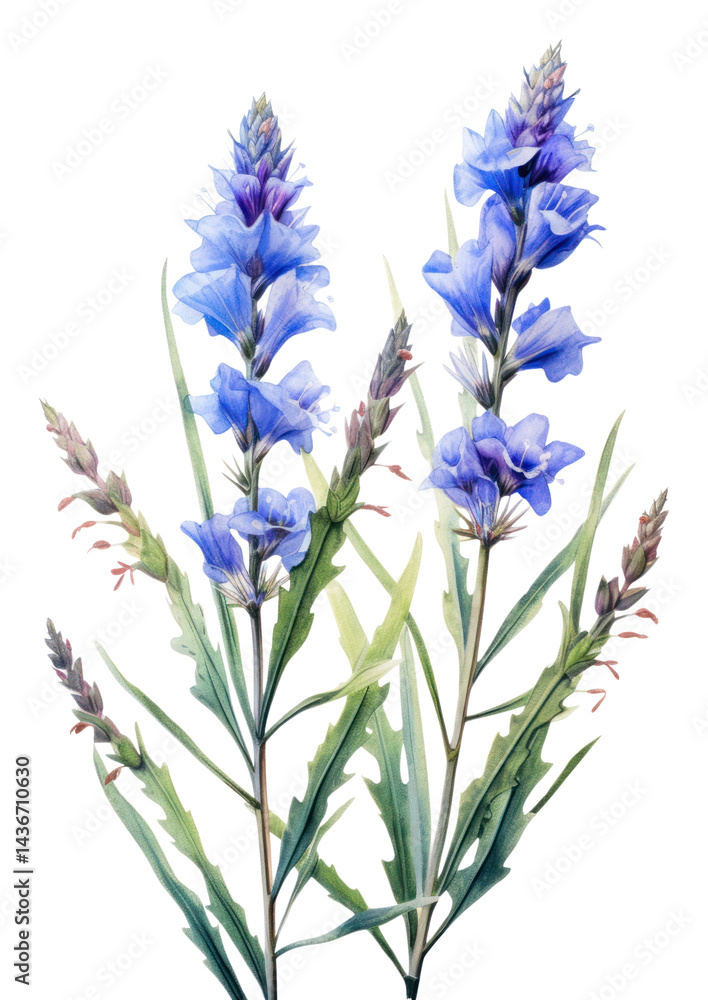 Fototapeta premium PNG Watercolor botanical flowers blue.