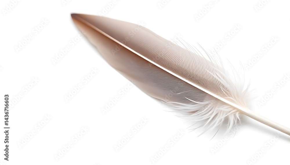 Obraz premium white feather on a white background