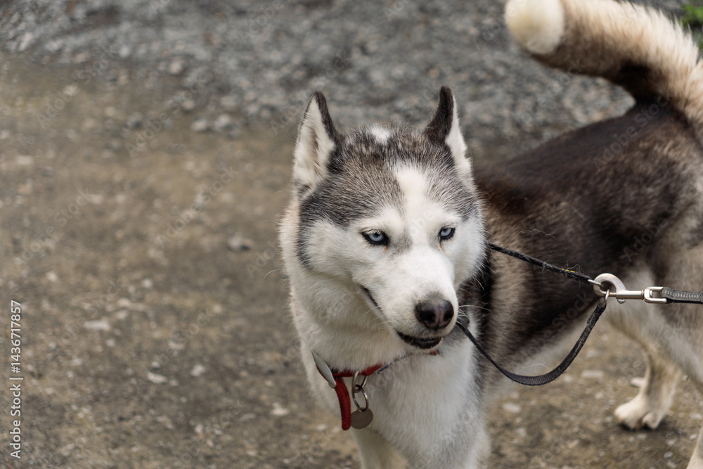 Fototapeta premium A dog with a red collar is standing on a dirt road