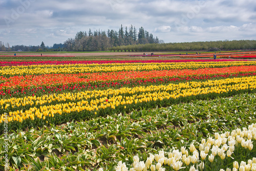 The annual Tulip Fest at the Wooden Shoe Tulip Farm, located in Woodburn, Oregon