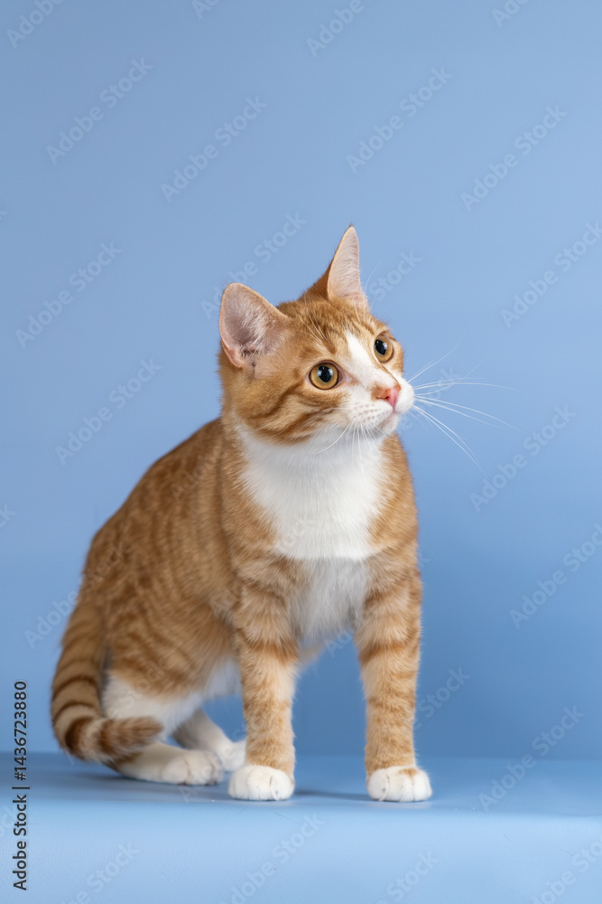 Obraz premium Red-and-white cat on a blue background. Thin and graceful young kitty