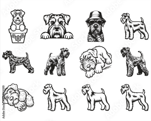 Kerry Blue Terrier Dog