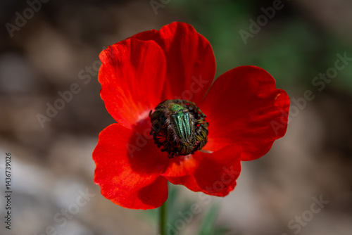A Bumble Bee Scarab Beetle scientific name Pygopleurus israelitus, family Glaphyridae  on a Persian Buttercup scientific name Ranunculus asiaticus in northern Israel.
