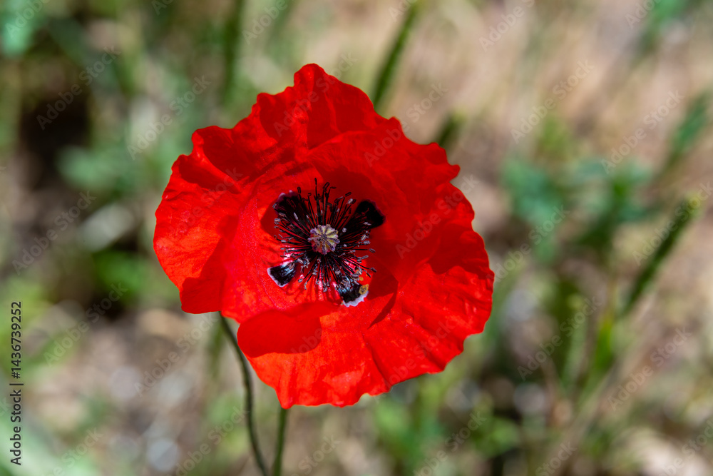 Wild red poppy on a sunny Spring morning in northern Israel.
Wild red poppy on a sunny Spring morning in northern Israel.