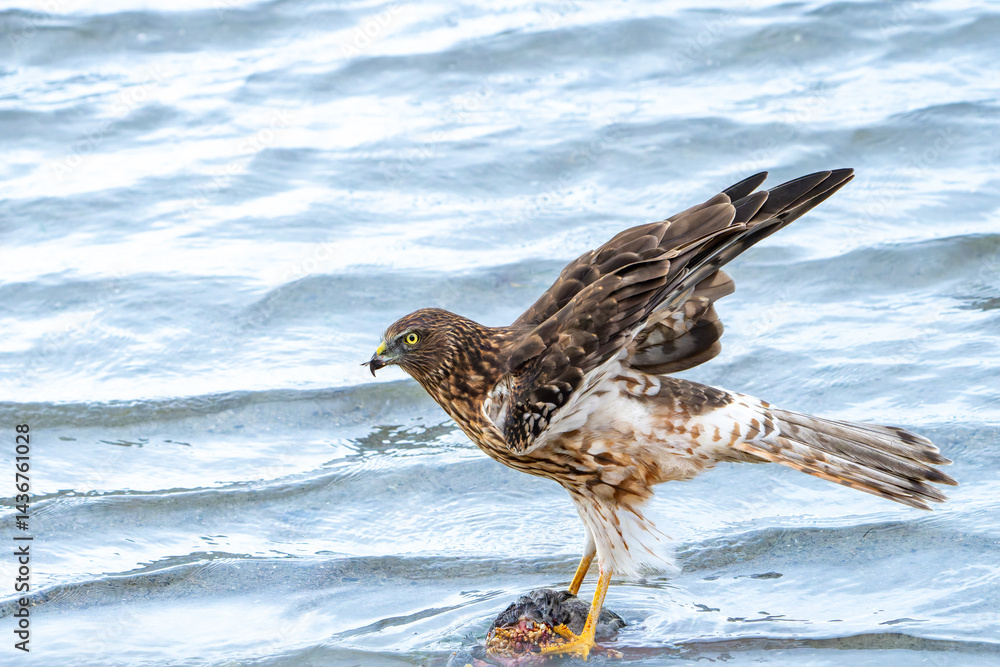 Australasian harrier or Circus approximans with recently caught prey at waters edge making a meal of it