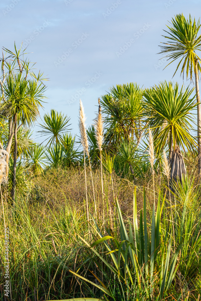 Wetland vegetation comprising New Zealand cabbage tree and pampas grass in vertical composition