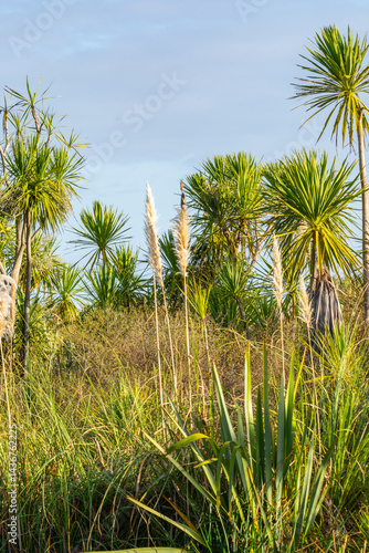 Obraz na płótnie Wetland vegetation comprising New Zealand cabbage tree and pampas grass in vertical composition w salonie