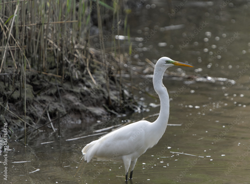 Great Egret standing inside murky pong with a green tiny on its face Great Egret standing inside murky pong with a green tiny on its face