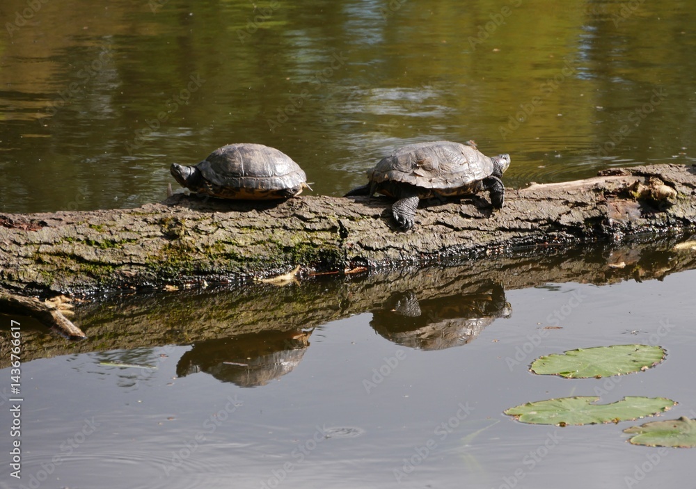 Fototapeta premium Wasserschildkröten auf Ast im Teich auf Ohlsdorfer Friedhof