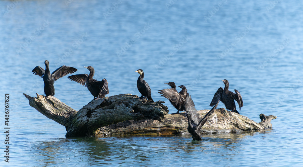 Little black shag or Phalacrocorax sulcirostris on log