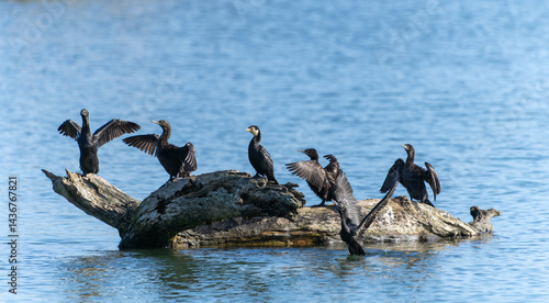 Obraz na płótnie Little black shag or Phalacrocorax sulcirostris on log w salonie